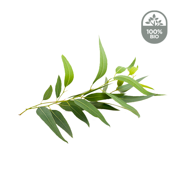 Eucalyptus radiata Bio – La Moisson